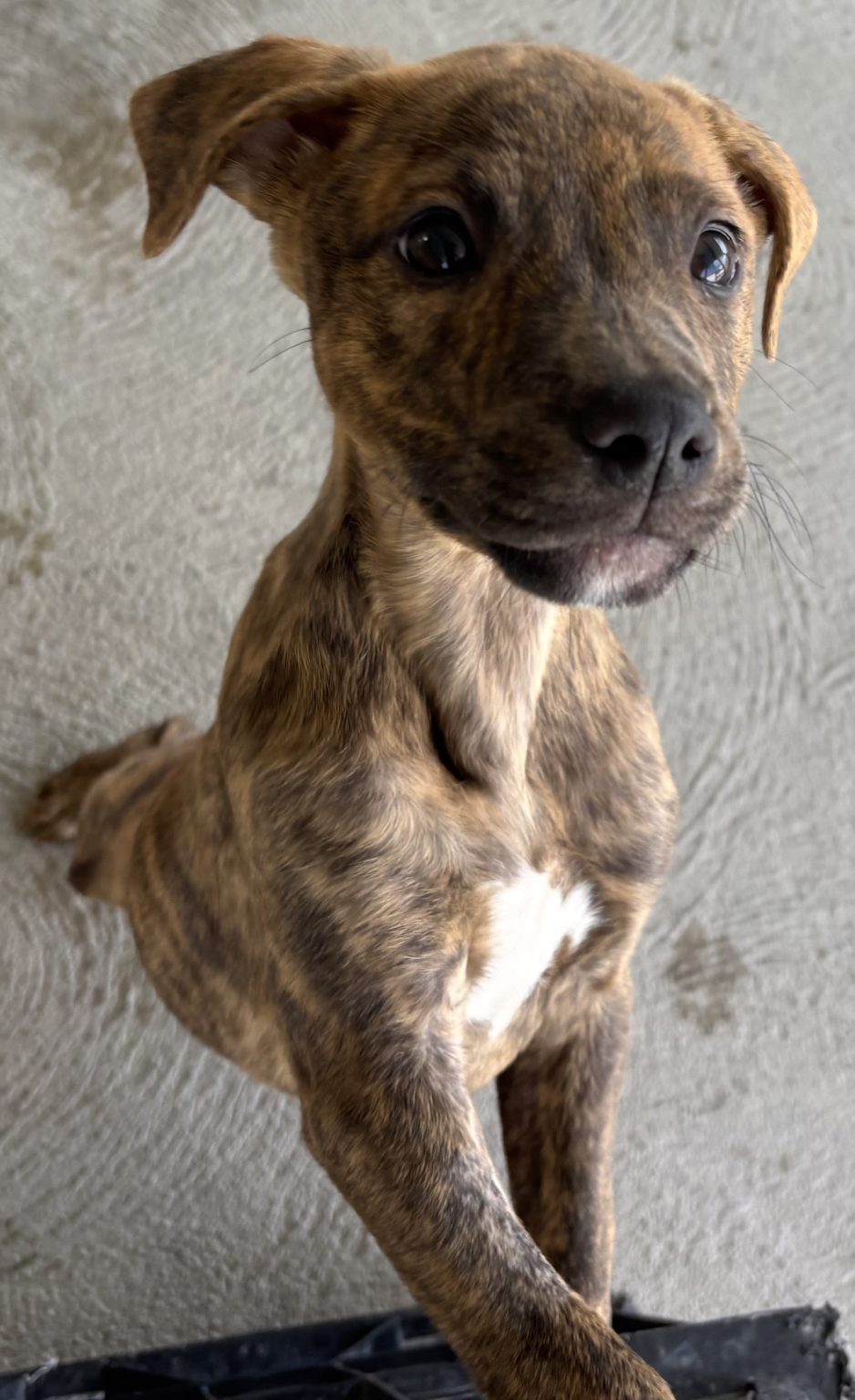 Abba - RSPCA New South Wales