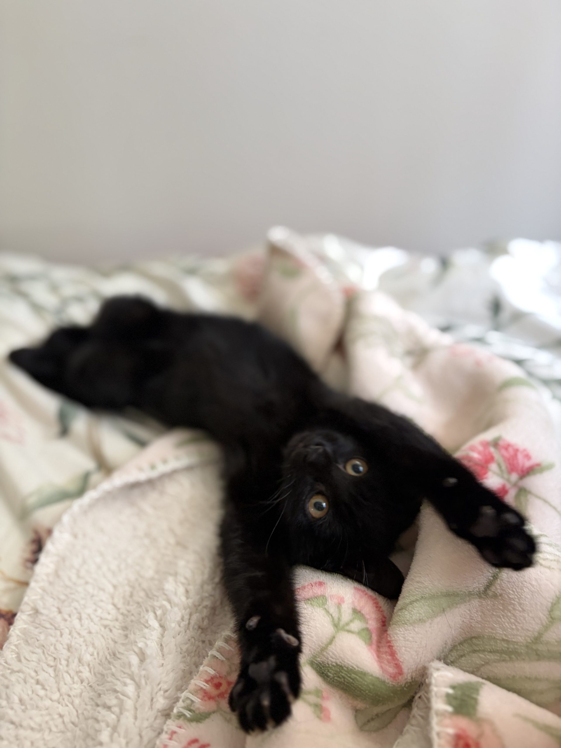013Q4MQH7HO4WCJPKUSFH33VMRDJIPEMKF.jpg