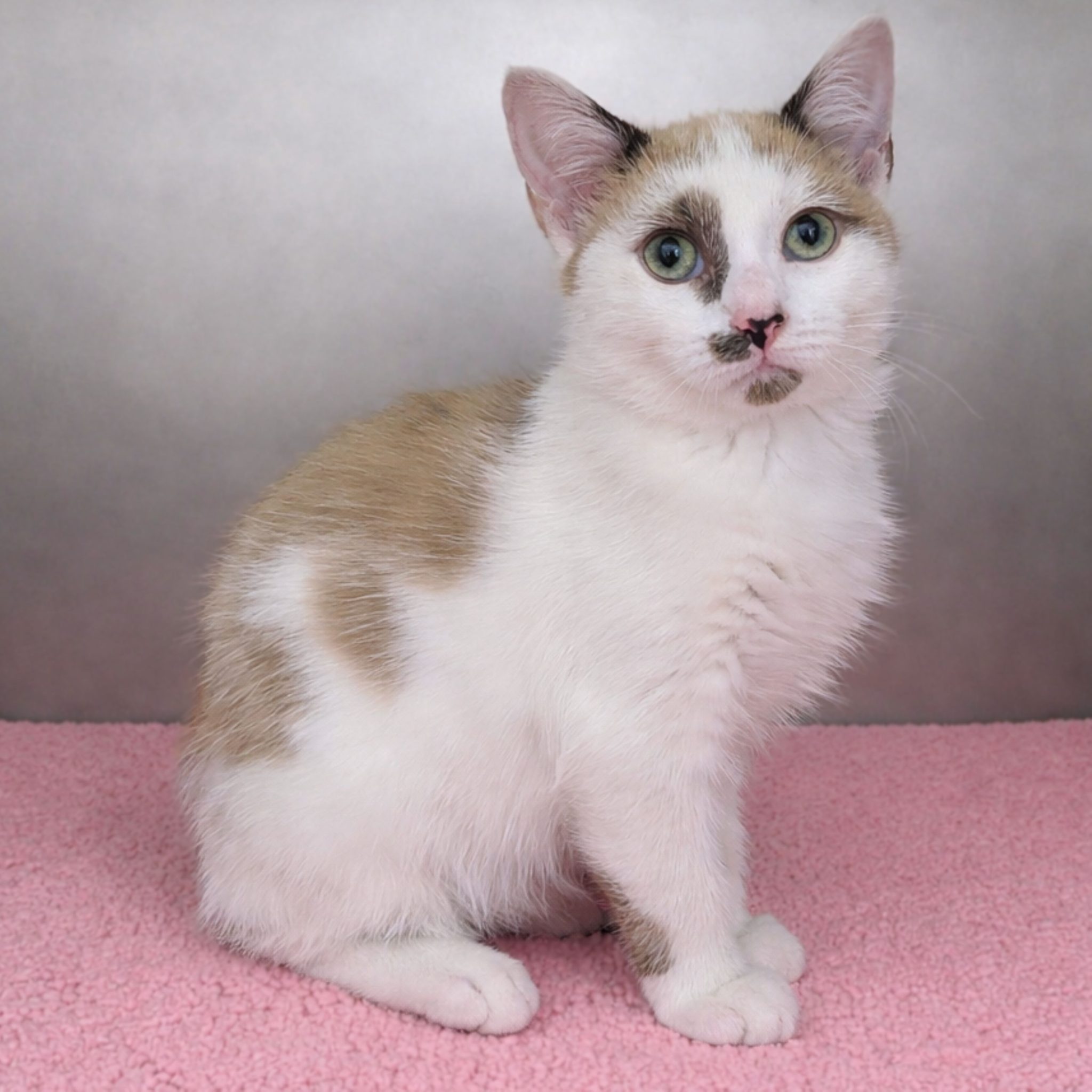 Codie - RSPCA New South Wales