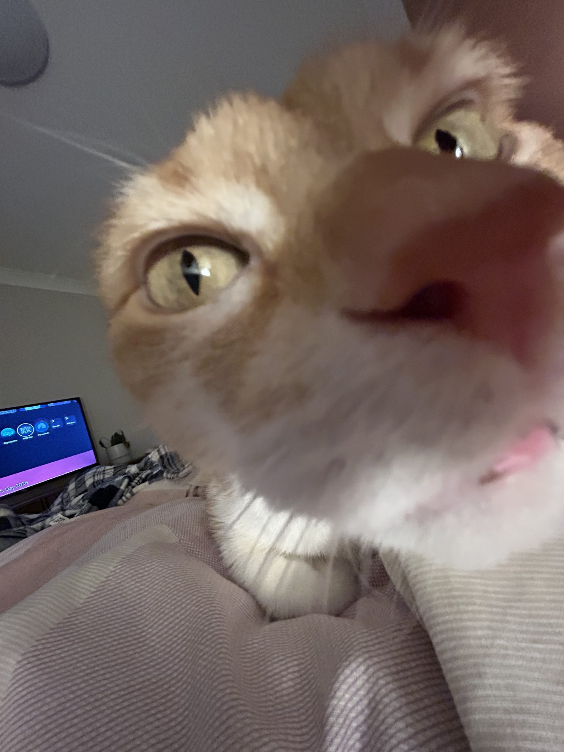013Q4MQHY7X235HOCD7JBYSP5I2EVEFCYT.jpg