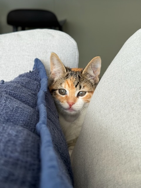 013Q4MQHYHNKLYYDX6HFCJMGNQMK5F3S2X.jpg