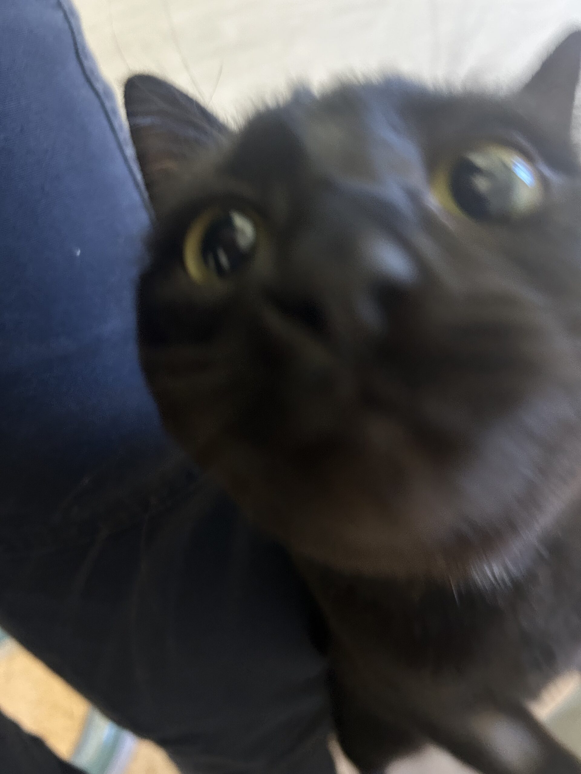 013Q4MQHZJAC422FNN5RELDVWV45HVQDMQ.jpg