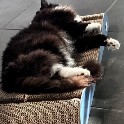 Bella post 3