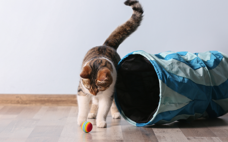 Cat playing with toy.