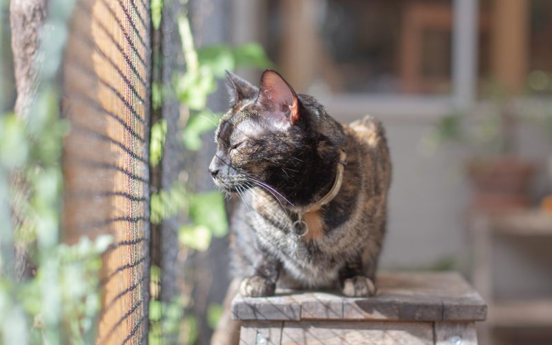 Cropped KCSAH-print-6498