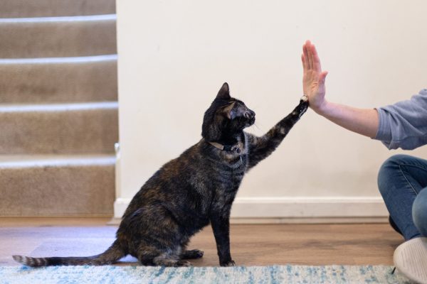 High Five Floor