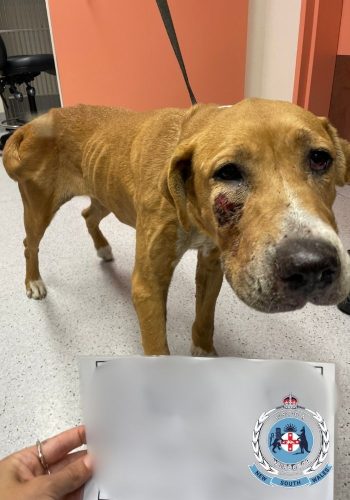 RSPCA NSW_WesternSydneyProsecution_1