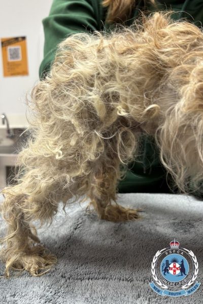 RSPCANSW_MalteseDogs_3
