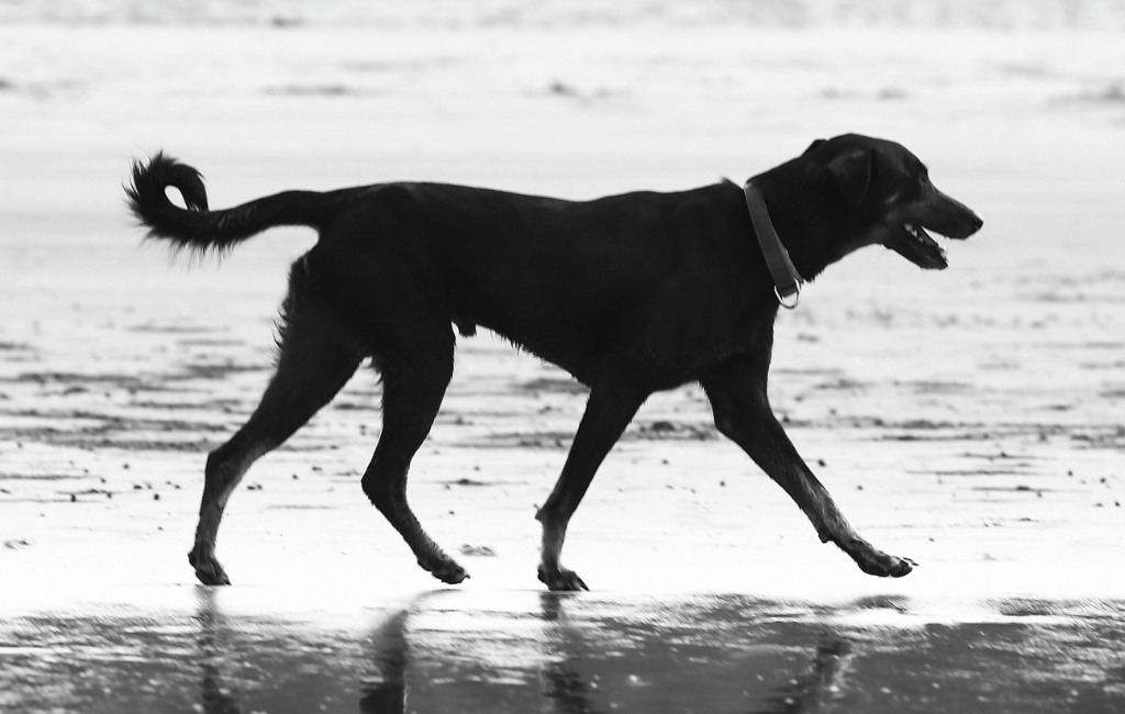 Leave More than Paw Prints Behind RSPCA NSW